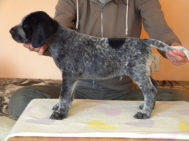 Pokaż album: Sesja - Szczenięta 6 tygodni