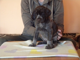 Pokaż album: Sesja - Szczenięta 6 tygodni