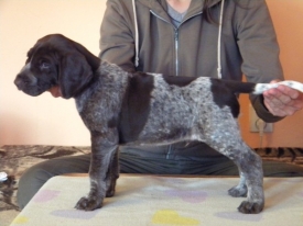 Pokaż album: Sesja - Szczenięta 6 tygodni