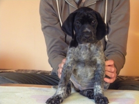 Pokaż album: Sesja - Szczenięta 6 tygodni