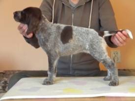 Pokaż album: Sesja - Szczenięta 6 tygodni