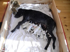 Pokaż album: Szczenieta