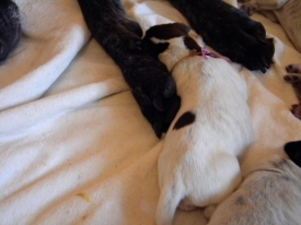 Pokaż album: Szczenieta