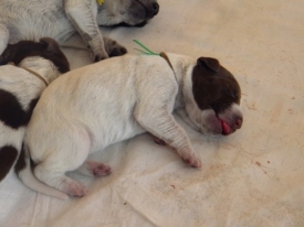 Pokaż album: Szczenieta