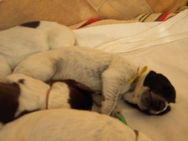 Pokaż album: Szczenieta