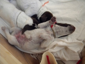 Pokaż album: Szczenieta