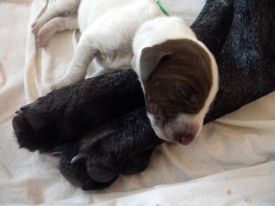 Pokaż album: Szczenieta